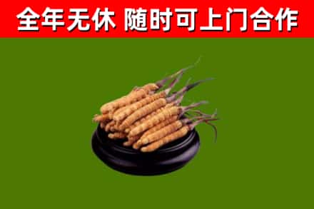 广元市回收散虫草