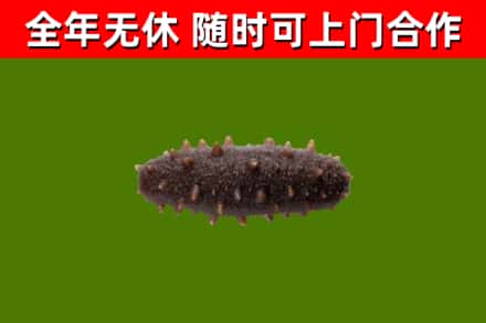 广元市回收海参干